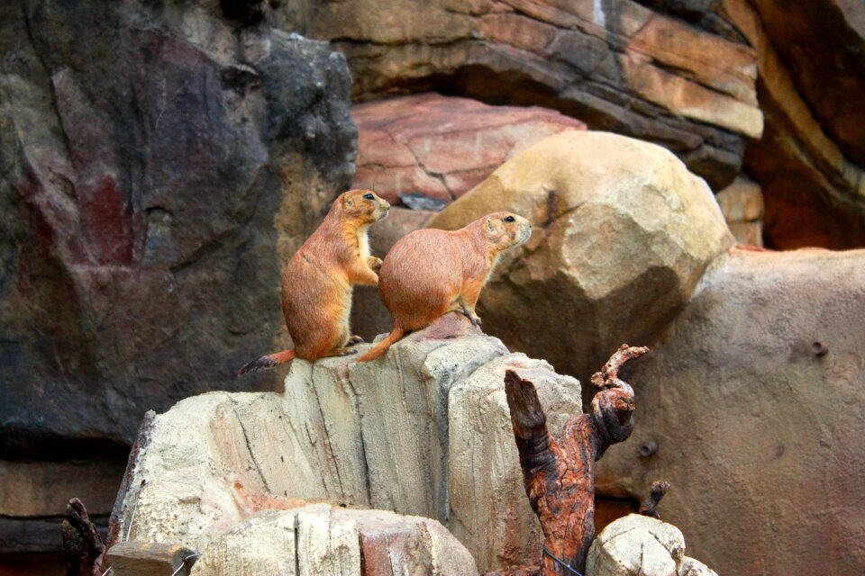 Zoo cute squirrel