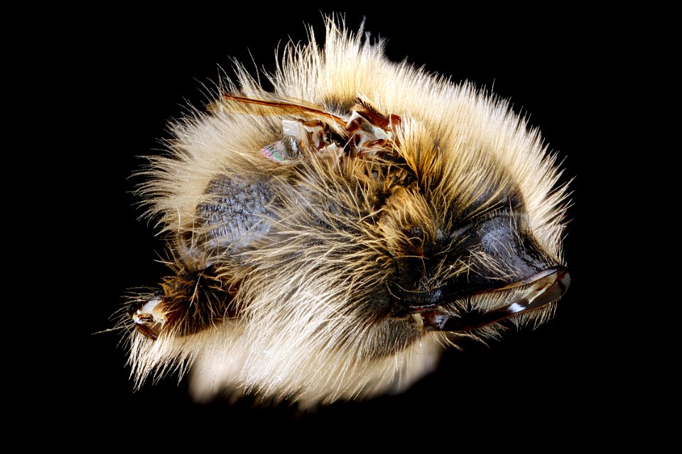 Andrena-vicina,-male,-pronotal-collar,-side 2012-07-19-17.04.10-ZS-PMax