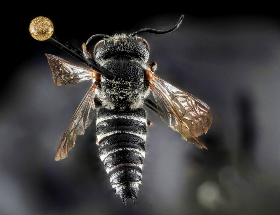 Coelioxys sayi, F, Back Redo, MD, Baltimore 2013-06-25-17.39