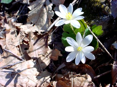 Bloodroot, April 2006--Tom Harrington