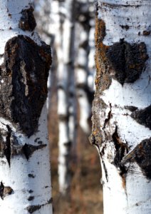 Aspen Frames