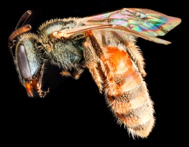 Lasioglossum nymphale, F, side, Georgia, Camden County 2013-02-22-19.19.22 ZS PMax photo