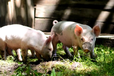 Pigs on Mountain Farm Museum, summer 2018--Chalice Keith