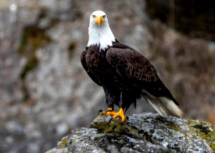 2020 Bald Eagle Portraits, vicinity Homer, Alaska (8)