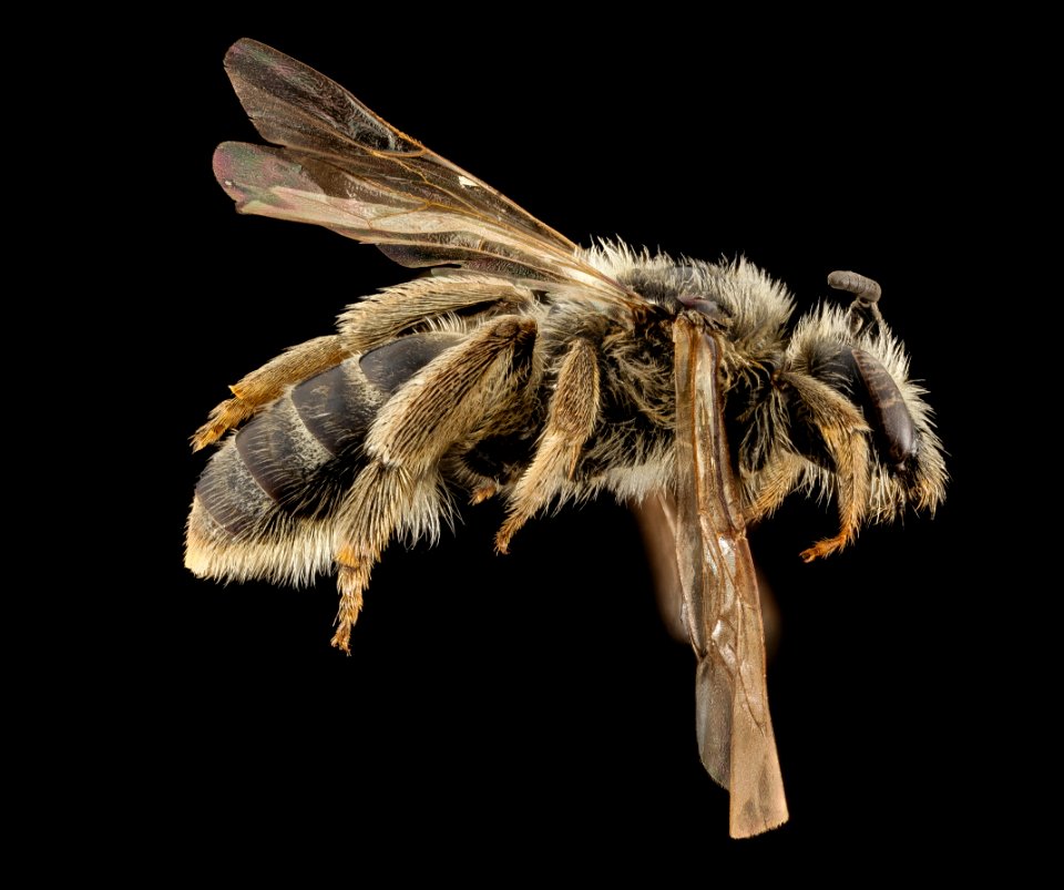 Lasioglossum titusi, F, Side, WY, Lincoln County 2014-07-16-18.31