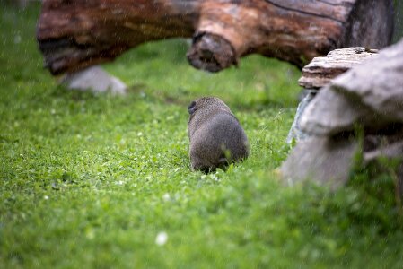 Weather mood smooth hair lemonagouti