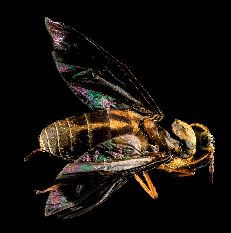 Deer Fly 1, U, Back, MD, PG County 2013-07-02-17.57.26 ZS PMax