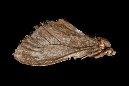 Luke Whitaker's moth collection, U, wing, Virginia, Chincoteague 2014-11-25-15.06.35 ZS PMax