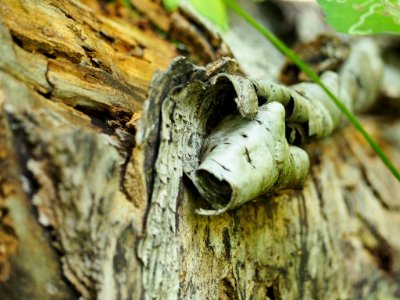 Tree bark, Pat Cohee--July 2018