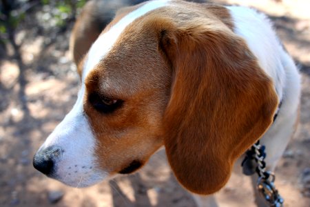 Contemplative Beagle photo
