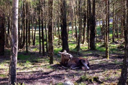 Moose in the sun