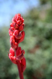 Red Aloe Buds