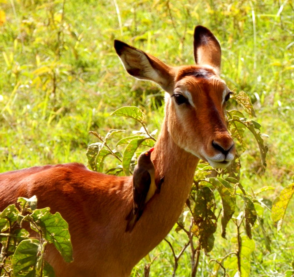 Impala with red-billed oxpecker