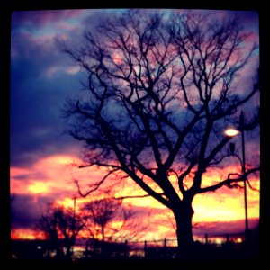 sunset tree photo