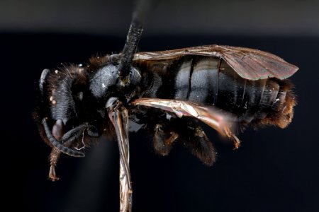Dufourea maura, male, back clean