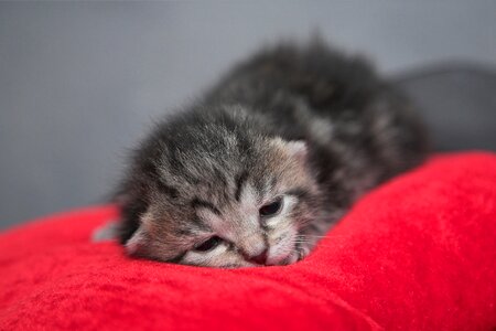 Sweet dreams cat
