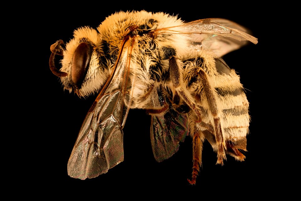 Colletes phaceliae, m, left, Pennington Co., SD 2018-06-19-17.29.33 ZS PMax UDR