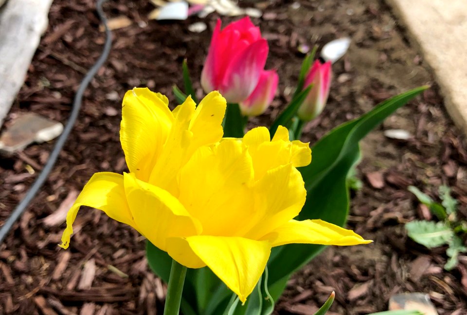 Bring on the Pink Tulips