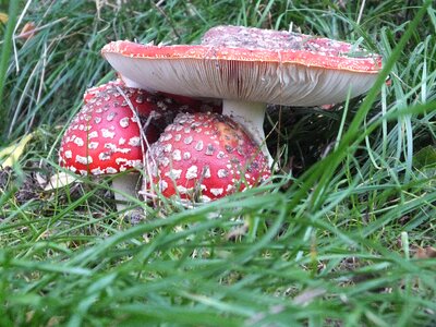 Fly agaric mushroom red with white dots photo