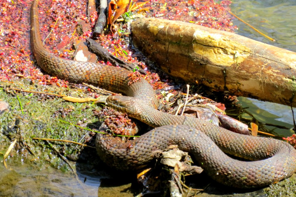 Northern watersnake, April 2014--Warren Bielenberg