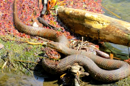 Northern watersnake, April 2014--Warren Bielenberg