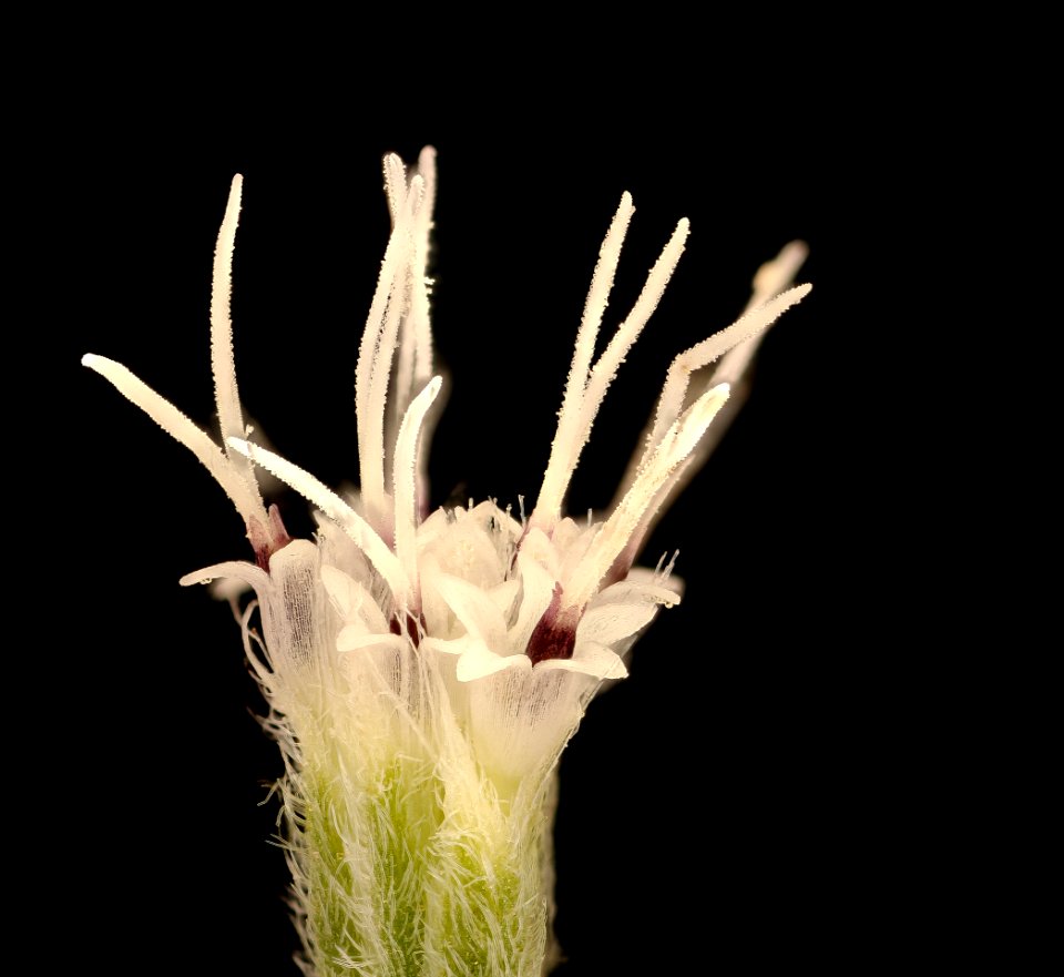Eupatorium perfoliatum 3, Boneset, Howard County, Md, Helen Lowe Metzman 2019-03-22-16.51.32 ZS PMax UDR