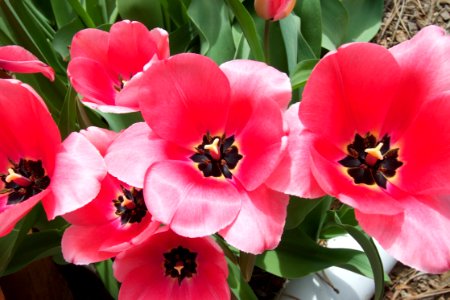 Pinkasaurous Tulipus Rex