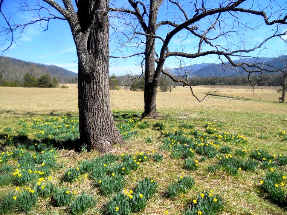 Daffodils in Cades Cove, March 2016--Andrea Walton