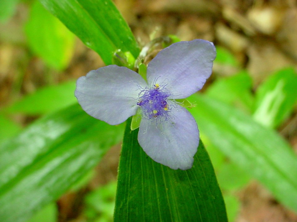 Spiderwort, June 2006--Tom Harrington