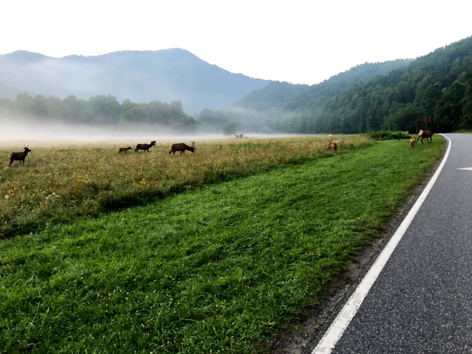 Elk near Oconaluftee Visitor Center--Doug Brinkmeyer