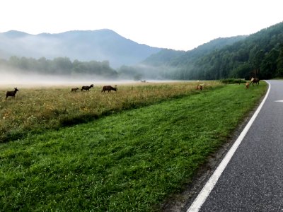 Elk near Oconaluftee Visitor Center--Doug Brinkmeyer