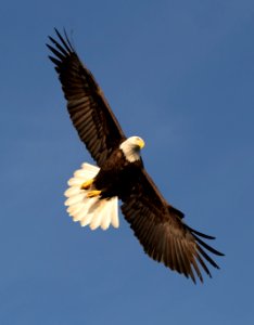 2020 Bald Eagles in and around Homer, Alaska (110)
