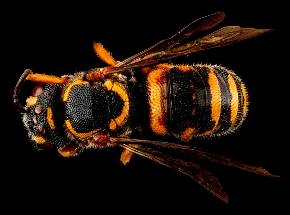 Stelis louisae, F, back, Prince George's County, MD 2012-11-08-10.12.16 ZS PMax