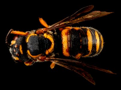 Stelis louisae, F, back, Prince George's County, MD 2012-11-08-10.12.16 ZS PMax photo