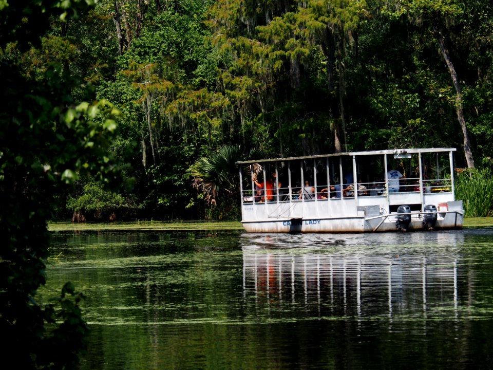 20180823 New Orleans, Alligator trail boat