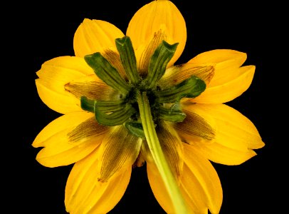 Bidens cernua, Nodding Beggartick backside flower, Howard County, Md 2017-09-28-13.35 photo