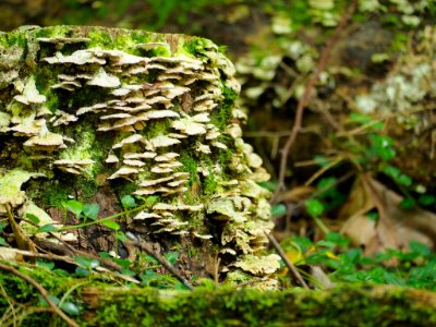 Mushrooms, Pat Cohee--July 2018