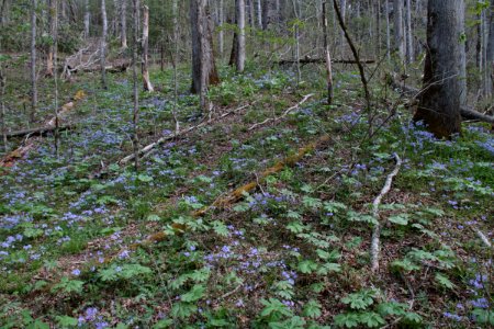 Blue phlox, April 2018--Warren Bielenberg