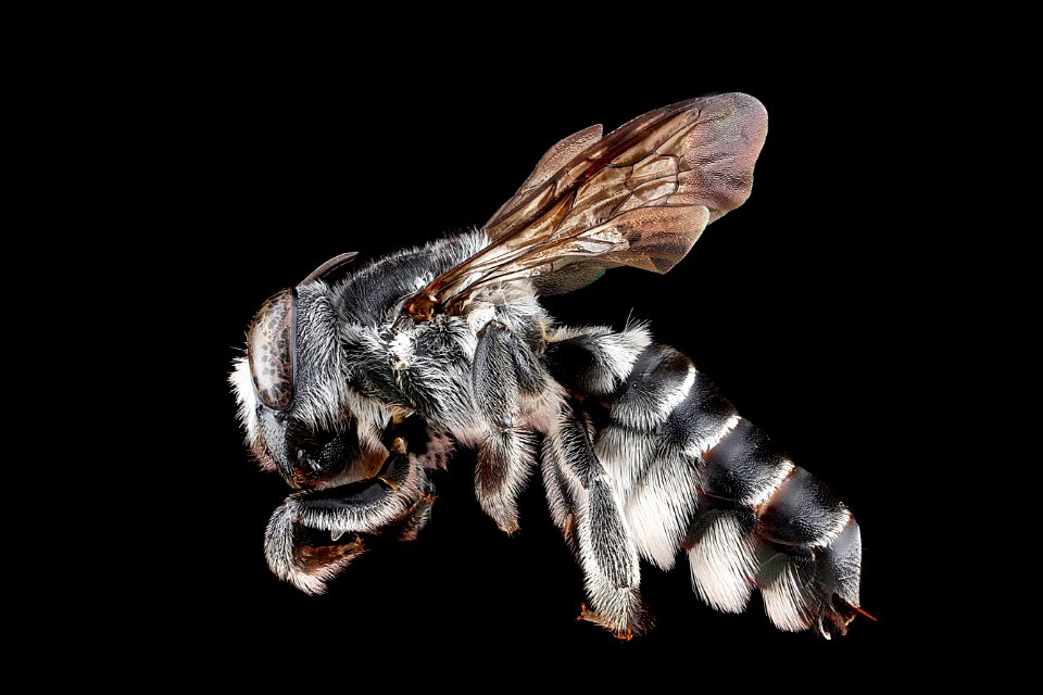 Megachile-parallela,-side 2012-07-26-17.34.52-ZS-PMax