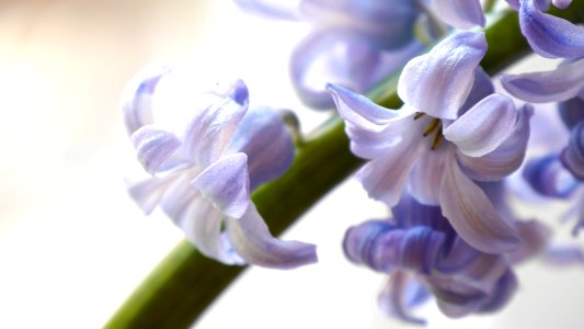 hyacinth highlight