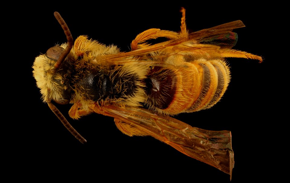 Andrena prunorum, m, back, Pennington Co., SD 2018-08-10-13.10.16 ZS PMax UDR