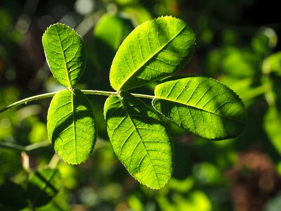 Green backlighting leaf veins