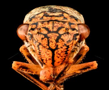 Sharpshooter, U, Face, MD, PG County 2013-08-05-18.06.18 ZS PMax photo