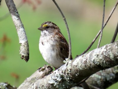 White-throated Sparrow, April 2017--Warren Bielenberg photo