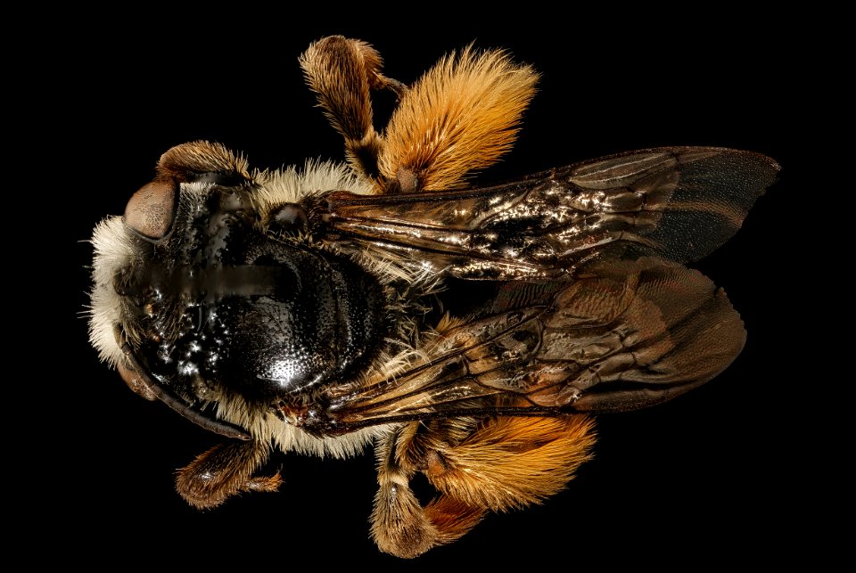 Melissodes subillatus, u, back, Cleveland, OH 2018-05-16-21.54.32 ZS
