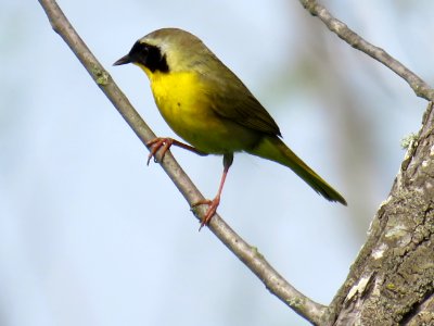 Common Yellowthroat, April 2017--Warren Bielenberg photo