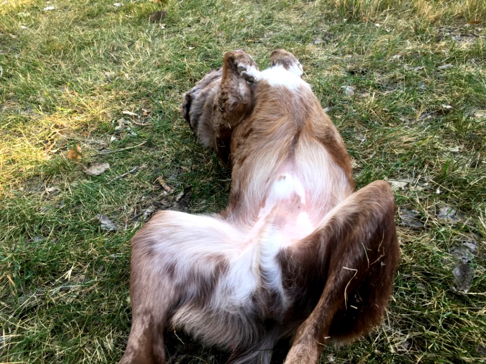 You Have No Idea of the Ecstasy of Grass Rolling