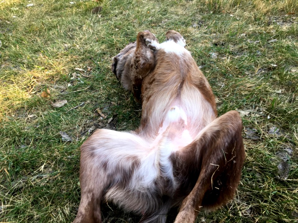 You Have No Idea of the Ecstasy of Grass Rolling photo