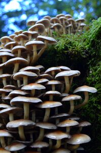 Nature mushrooms on tree moss