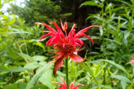 Bee balm, July 2017--Jessie Snow